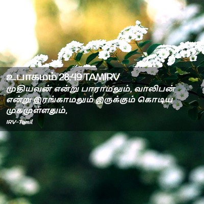 Picture 02 - உபாகமம் 28:49 TAMIRV - முதியவன் என்று - Bible Verse Picture