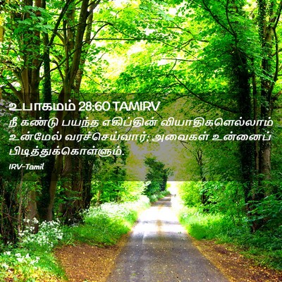 Picture 02 - உபாகமம் 28:60 TAMIRV - நீ கண்டு பயந்த - Bible Verse Picture
