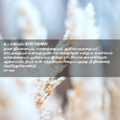 Picture 02 - உபாகமம் 30:19 TAMIRV - நான் ஜீவனையும், - Bible Verse Picture