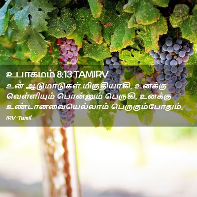 Picture 02 - உபாகமம் 8:13 TAMIRV - உன் ஆடுமாடுகள் - Bible Verse Picture