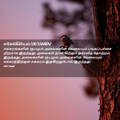 Picture 02 - எசேக்கியேல் 1:16 TAMIRV - சக்கரங்களின் - Bible Verse Picture