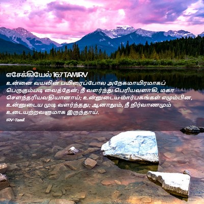 Picture 02 - எசேக்கியேல் 16:7 TAMIRV - உன்னை வயலின் - Bible Verse Picture