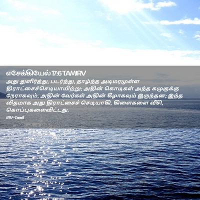 Picture 02 - எசேக்கியேல் 17:6 TAMIRV - அது துளிர்த்து, - Bible Verse Picture