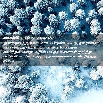 Picture 02 - எசேக்கியேல் 19:12 TAMIRV - ஆனாலும் அது - Bible Verse Picture