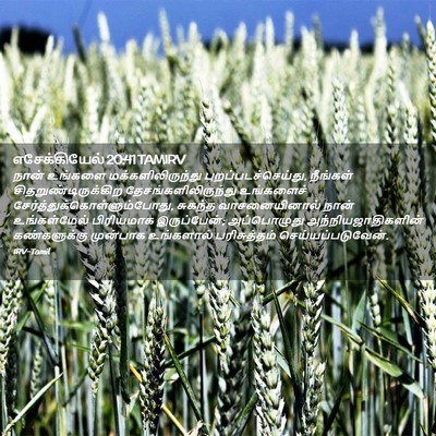 Picture 02 - எசேக்கியேல் 20:41 TAMIRV - நான் உங்களை - Bible Verse Picture