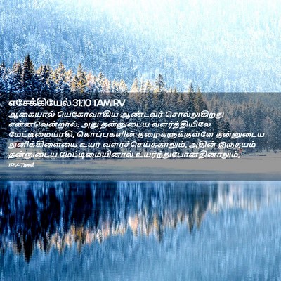 Picture 02 - எசேக்கியேல் 31:10 TAMIRV - ஆகையால் யெகோவாகிய - Bible Verse Picture