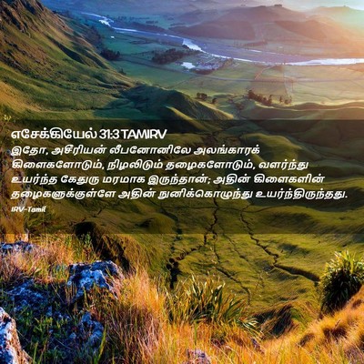 Picture 02 - எசேக்கியேல் 31:3 TAMIRV - இதோ, அசீரியன் - Bible Verse Picture