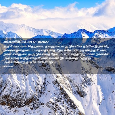 Picture 02 - எசேக்கியேல் 34:12 TAMIRV - ஒரு மேய்ப்பன் - Bible Verse Picture