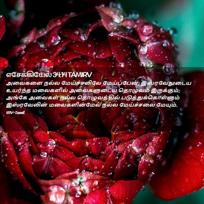 Picture 02 - எசேக்கியேல் 34:14 TAMIRV - அவைகளை நல்ல - Bible Verse Picture