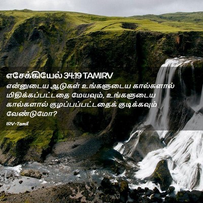 Picture 02 - எசேக்கியேல் 34:19 TAMIRV - என்னுடைய ஆடுகள் - Bible Verse Picture