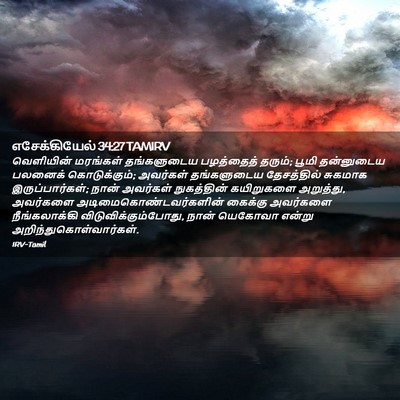 Picture 02 - எசேக்கியேல் 34:27 TAMIRV - வெளியின் மரங்கள் - Bible Verse Picture
