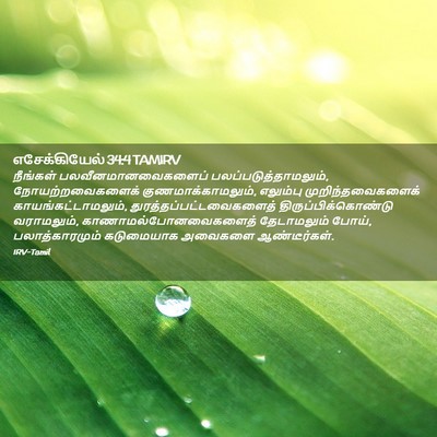 Picture 02 - எசேக்கியேல் 34:4 TAMIRV - நீங்கள் - Bible Verse Picture