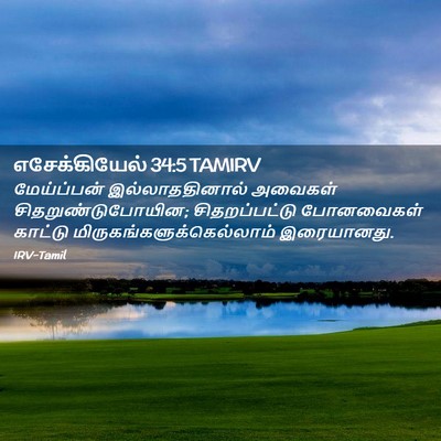 Picture 02 - எசேக்கியேல் 34:5 TAMIRV - மேய்ப்பன் - Bible Verse Picture
