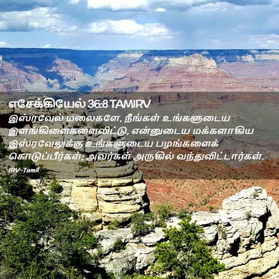 Picture 02 - எசேக்கியேல் 36:8 TAMIRV - இஸ்ரவேல் மலைகளே, - Bible Verse Picture