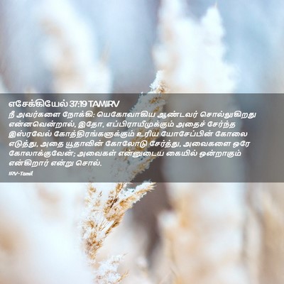 Picture 02 - எசேக்கியேல் 37:19 TAMIRV - நீ அவர்களை நோக்கி: - Bible Verse Picture