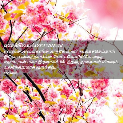 Picture 02 - எசேக்கியேல் 37:2 TAMIRV - என்னை அவைகளின் - Bible Verse Picture