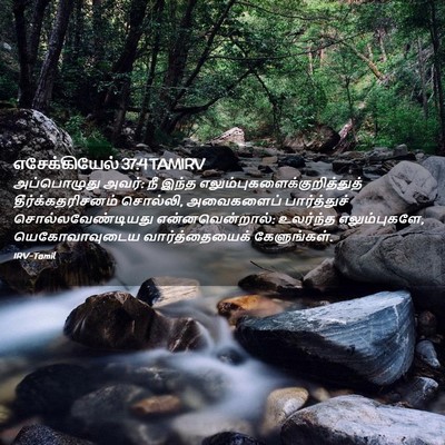 Picture 02 - எசேக்கியேல் 37:4 TAMIRV - அப்பொழுது அவர்: நீ - Bible Verse Picture