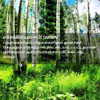 Picture 02 - எசேக்கியேல் 44:31 TAMIRV - பறவைகளிலும் - Bible Verse Picture