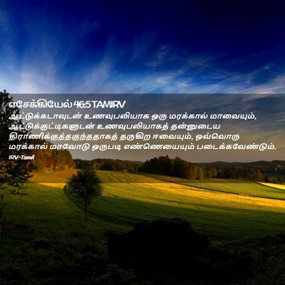 Picture 02 - எசேக்கியேல் 46:5 TAMIRV - ஆட்டுக்கடாவுடன் - Bible Verse Picture