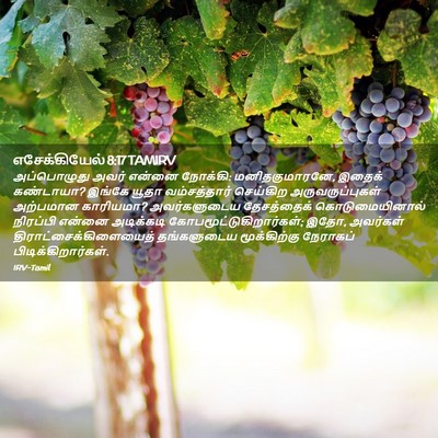 Picture 02 - எசேக்கியேல் 8:17 TAMIRV - அப்பொழுது அவர் - Bible Verse Picture