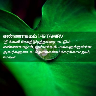 Picture 02 - எண்ணாகமம் 1:49 TAMIRV - “நீ லேவி - Bible Verse Picture