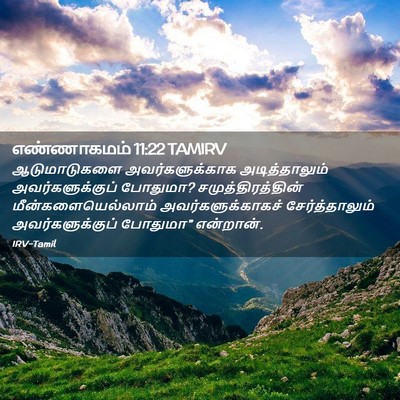 Picture 02 - எண்ணாகமம் 11:22 TAMIRV - ஆடுமாடுகளை - Bible Verse Picture