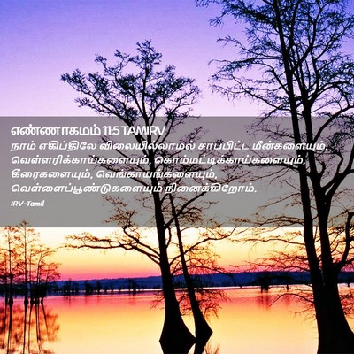 Picture 02 - எண்ணாகமம் 11:5 TAMIRV - நாம் எகிப்திலே - Bible Verse Picture