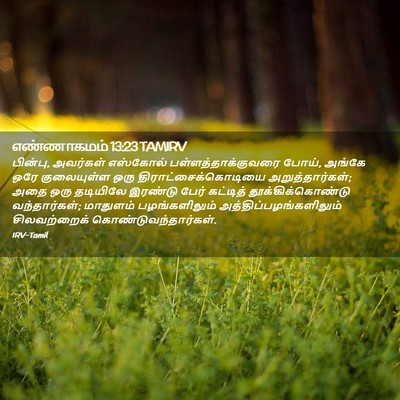 Picture 02 - எண்ணாகமம் 13:23 TAMIRV - பின்பு, அவர்கள் - Bible Verse Picture