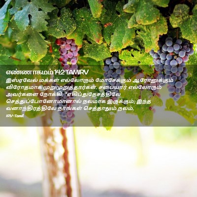 Picture 02 - எண்ணாகமம் 14:2 TAMIRV - இஸ்ரவேல் மக்கள் - Bible Verse Picture