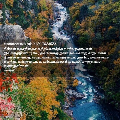 Picture 02 - எண்ணாகமம் 14:34 TAMIRV - நீங்கள் தேசத்தைச் - Bible Verse Picture
