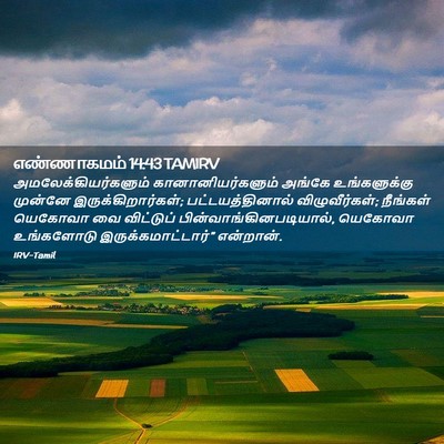 Picture 02 - எண்ணாகமம் 14:43 TAMIRV - அமலேக்கியர்களும் - Bible Verse Picture