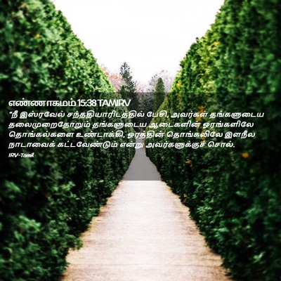 Picture 02 - எண்ணாகமம் 15:38 TAMIRV - “நீ இஸ்ரவேல் - Bible Verse Picture