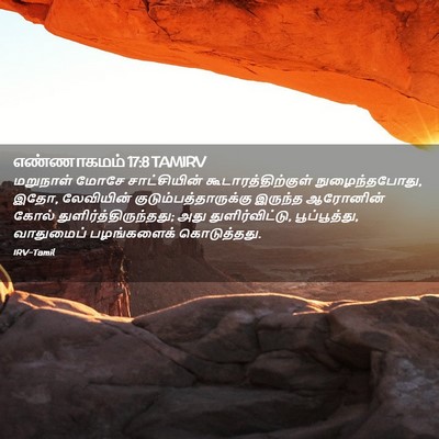 Picture 02 - எண்ணாகமம் 17:8 TAMIRV - மறுநாள் மோசே - Bible Verse Picture