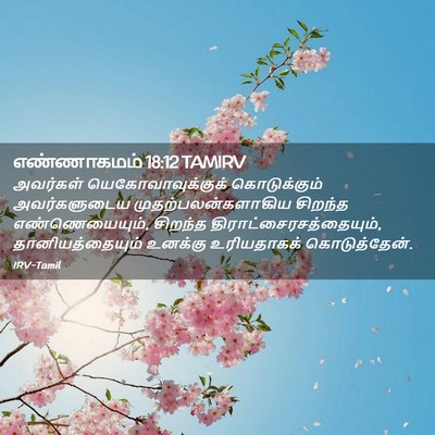 Picture 02 - எண்ணாகமம் 18:12 TAMIRV - அவர்கள் - Bible Verse Picture