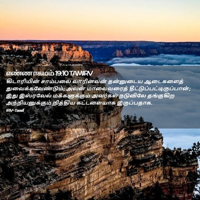 Picture 02 - எண்ணாகமம் 19:10 TAMIRV - கிடாரியின் - Bible Verse Picture