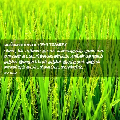 Picture 02 - எண்ணாகமம் 19:5 TAMIRV - பின்பு கிடாரியை - Bible Verse Picture