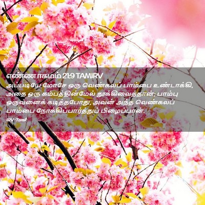 Picture 02 - எண்ணாகமம் 21:9 TAMIRV - அப்படியே மோசே ஒரு - Bible Verse Picture