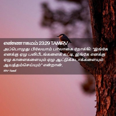 Picture 02 - எண்ணாகமம் 23:29 TAMIRV - அப்பொழுது - Bible Verse Picture
