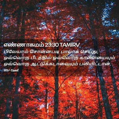 Picture 02 - எண்ணாகமம் 23:30 TAMIRV - பிலேயாம் சொன்னபடி - Bible Verse Picture