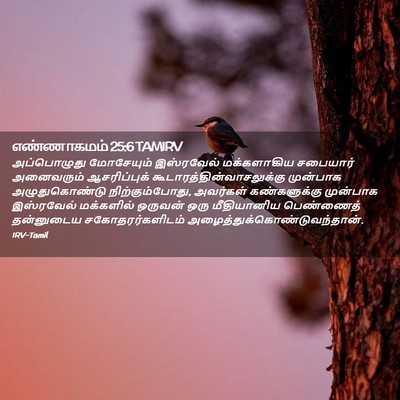 Picture 02 - எண்ணாகமம் 25:6 TAMIRV - அப்பொழுது - Bible Verse Picture