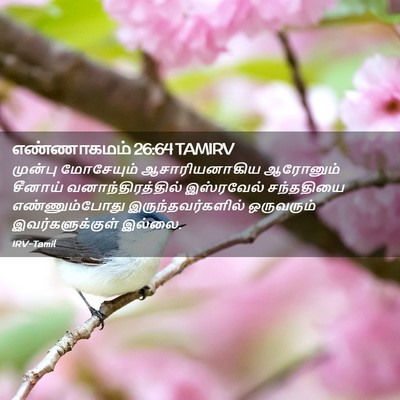 Picture 02 - எண்ணாகமம் 26:64 TAMIRV - முன்பு மோசேயும் - Bible Verse Picture