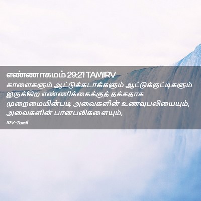 Picture 02 - எண்ணாகமம் 29:21 TAMIRV - காளைகளும் - Bible Verse Picture