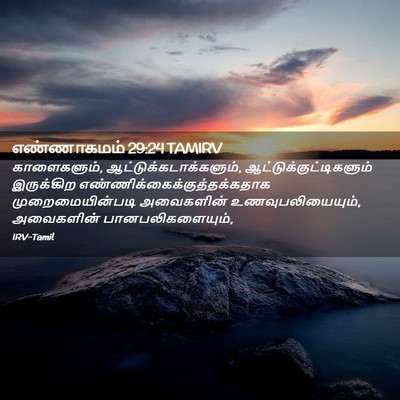 Picture 02 - எண்ணாகமம் 29:24 TAMIRV - காளைகளும், - Bible Verse Picture