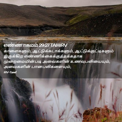 Picture 02 - எண்ணாகமம் 29:27 TAMIRV - காளைகளும், - Bible Verse Picture