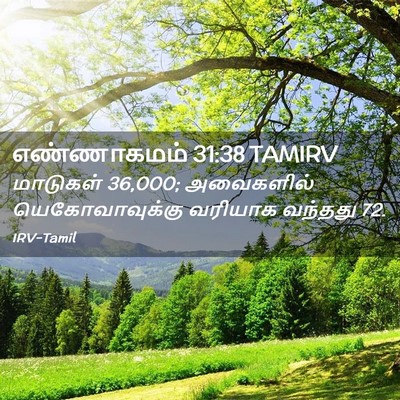 Picture 02 - எண்ணாகமம் 31:38 TAMIRV - மாடுகள் 36,000; - Bible Verse Picture