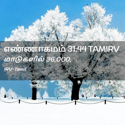 Picture 02 - எண்ணாகமம் 31:44 TAMIRV - மாடுகளில் - Bible Verse Picture