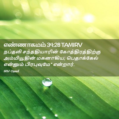 Picture 02 - எண்ணாகமம் 34:28 TAMIRV - நப்தலி - Bible Verse Picture