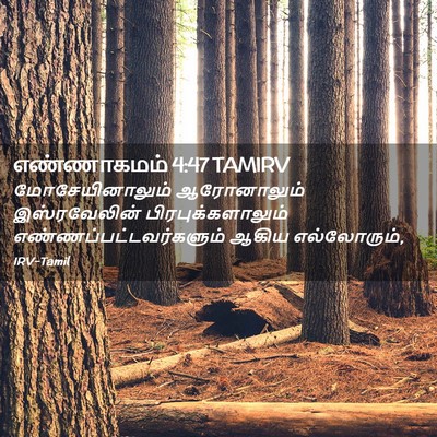 Picture 02 - எண்ணாகமம் 4:47 TAMIRV - மோசேயினாலும் - Bible Verse Picture