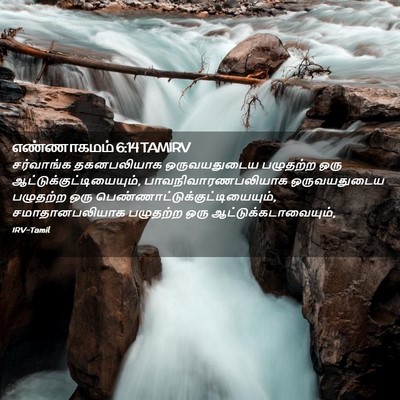 Picture 02 - எண்ணாகமம் 6:14 TAMIRV - சர்வாங்க - Bible Verse Picture