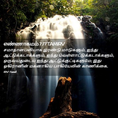 Picture 02 - எண்ணாகமம் 7:77 TAMIRV - சமாதானபலியாக - Bible Verse Picture